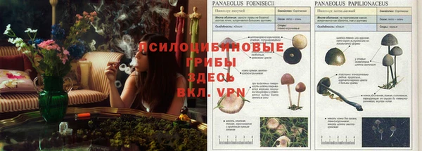 индика Белоозёрский